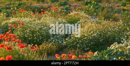 Paysage de fleurs de nénuphars orange et d'arbustes dans un pré. Plantes poussant dans une réserve naturelle au printemps. Belles plantes à fleurs bourgeonnant dans son natur Banque D'Images