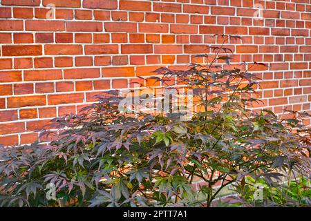 Arrière-plan mural en brique rouge avec fleurs. Bush grimpant fleur sur un fond de mur de brique, fleurs artificielles dcor. En plus du jardin fleuri de la maison. Port Banque D'Images