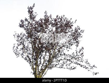 la couronne d'un arbre d'automne sur un fond transparent Banque D'Images