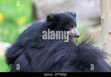 Zlin, République tchèque. 28th avril 2023. Le cub de l'ours Sloth, Melursus ursinus, a été présenté au public au zoo de Zlin, en République tchèque, vendredi, à 28 avril 2023. Crédit: Dalibor Gluck/CTK photo/Alamy Live News Banque D'Images