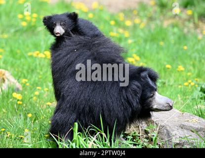Zlin, République tchèque. 28th avril 2023. Le cub de l'ours Sloth, Melursus ursinus, a été présenté au public au zoo de Zlin, en République tchèque, vendredi, à 28 avril 2023. Crédit: Dalibor Gluck/CTK photo/Alamy Live News Banque D'Images