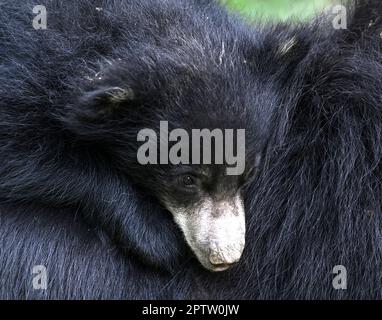 Zlin, République tchèque. 28th avril 2023. Le cub de l'ours Sloth, Melursus ursinus, a été présenté au public au zoo de Zlin, en République tchèque, vendredi, à 28 avril 2023. Crédit: Dalibor Gluck/CTK photo/Alamy Live News Banque D'Images