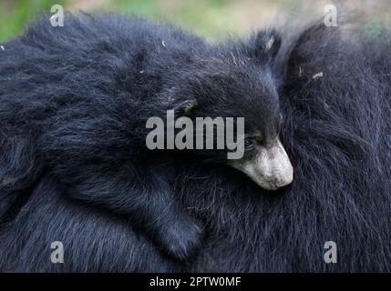 Zlin, République tchèque. 28th avril 2023. Le cub de l'ours Sloth, Melursus ursinus, a été présenté au public au zoo de Zlin, en République tchèque, vendredi, à 28 avril 2023. Crédit: Dalibor Gluck/CTK photo/Alamy Live News Banque D'Images