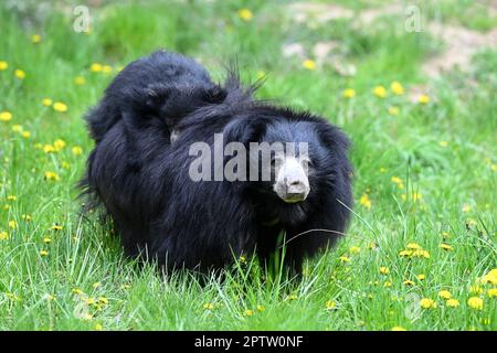 Zlin, République tchèque. 28th avril 2023. Le cub de l'ours Sloth, Melursus ursinus, a été présenté au public au zoo de Zlin, en République tchèque, vendredi, à 28 avril 2023. Crédit: Dalibor Gluck/CTK photo/Alamy Live News Banque D'Images