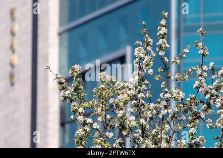 Fleur de pommier blanc, fleurs sur branches avec feuilles vertes sur la façade du bâtiment arrière-plan flou. Le printemps en ville Banque D'Images