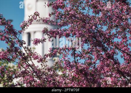 Branches roses en fleur de pommier avec l'Assomption ou la tour d'horloge de la cathédrale de Dormition floue en arrière-plan. Visite au printemps de Kharkiv, Ukraine Banque D'Images