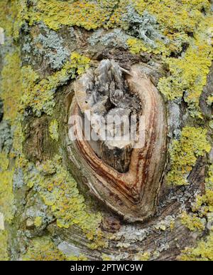 La forêt de trolls - Rebild, Danemark. La forêt enchantée dans le parc national de Rebild, Jutland, Danemark Banque D'Images