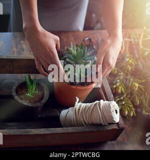 Le cadeau idéal pour n'importe quelle maison. une femme plantant des plantes succulentes dans des pots à une table Banque D'Images