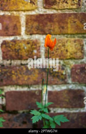 Petit bateau. Une photo d'une fleur avec un mur de briques très ancien comme arrière-plan Banque D'Images