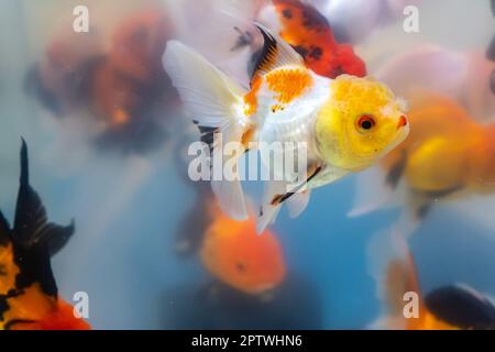 Le poisson doré dans le cabinet. Banque D'Images