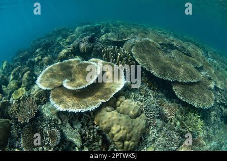 Des coraux fragiles, qui construisent des récifs, couvrent le fond marin peu profond de Raja Ampat, en Indonésie. Cette partie reculée de l'Indonésie est connue pour sa grande biodiversité. Banque D'Images