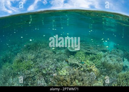 Des coraux fragiles, qui construisent des récifs, couvrent le fond marin peu profond de Raja Ampat, en Indonésie. Cette partie reculée de l'Indonésie est connue pour sa grande biodiversité. Banque D'Images