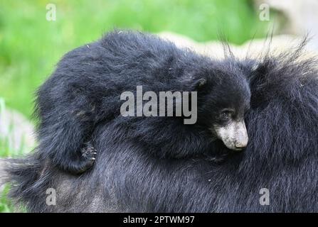 Zlin, République tchèque. 28th avril 2023. Le cub de l'ours Sloth, Melursus ursinus, a été présenté au public au zoo de Zlin, en République tchèque, vendredi, à 28 avril 2023. Crédit: Dalibor Gluck/CTK photo/Alamy Live News Banque D'Images