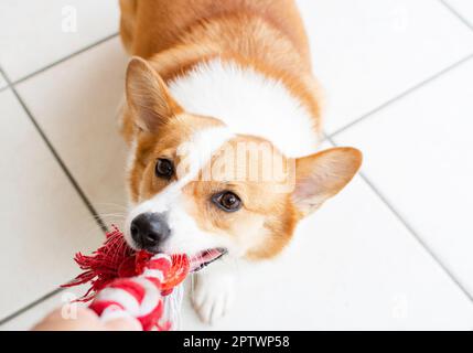 Drôle gallois Pembroke Corgi jouant le remorqueur de la guerre avec le propriétaire. Chien mignon jouant avec le jouet. Jouer avec un chien Banque D'Images