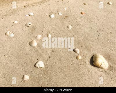 Mauritanie, Nouakchott, coquillages sur la plage Banque D'Images