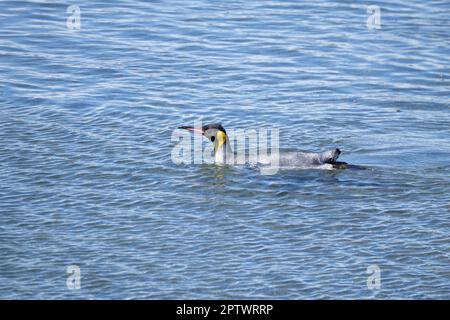 King penguin Sur la plage de l'île Martillo, Ushuaia. Parc national Terre de Feu. La faune du Chili Banque D'Images