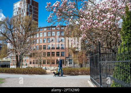 Floraison de Magnolia dans le parc de Stromparken au printemps à Norrkoping, en Suède. Norrkoping est une ville industrielle historique. Banque D'Images