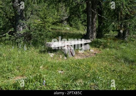 Ancien banc massif sur le bord de la forêt II Banque D'Images