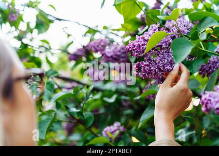 Une femme touche les fleurs de lilas debout près d'un buisson Banque D'Images