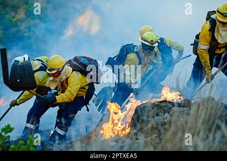 Combattre le feu avec la bravoure. pompiers combattant un feu sauvage Banque D'Images