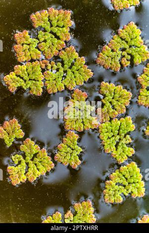 Un étang plein de nénuphars. Feuille de lotus vert défoqué dans l'étang. Feuille de lotus verte flottant dans un bassin de lotus. Fleur de Lotus dans le bassin, Banque D'Images