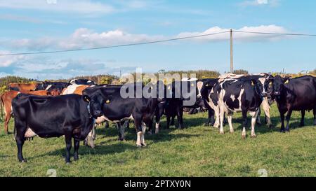 Une vache sur un pâturage vert d'une ferme laitière en Irlande. Un champ d'herbe verte et du bétail sous un ciel bleu. Paysage agricole, vache sur terrain vert. Banque D'Images