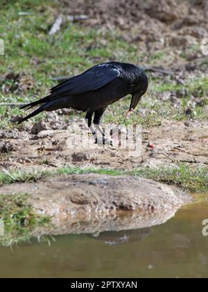 Le corbeau de carrion (Corvus corone) tire la jambe arrière d'un crapaud européen (Bufo bufo) qu'il a attrapé, laissant derrière lui la peau toxique, Forest of Dean, Royaume-Uni Banque D'Images