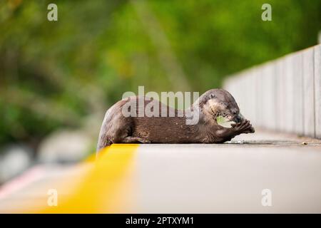 Une loutre recouverte de douceur mangeant du poisson tout en s'étendant sur les marches d'une promenade de l'île, Singapour Banque D'Images