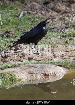 Corbeau de carrion (Corvus corone) avalant une jambe pelée d'un crapaud européen (Bufo bufo) laissant la peau toxique derrière, Forest of Dean, Gloucestershire UK Banque D'Images