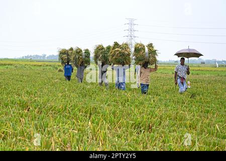 Les agriculteurs bangladais transportent des paquets de paddy récoltés à Saver à Dhaka, au Bangladesh, en Ontario, au 28 avril 2023. La principale culture alimentaire du Bangladesh est le riz. Le secteur du riz contribue à la moitié du PIB agricole et à un sixième du revenu national au Bangladesh. Presque toutes les 13 millions de familles agricoles du pays cultivent du riz. Le riz est cultivé sur environ 10,5 millions d'hectares, ce qui est resté presque stable au cours des trois dernières décennies. Environ 75 % de la superficie totale cultivée et plus de 80 % de la superficie totale irriguée est ensemencée en riz. Ainsi, le riz joue un rôle vital dans la subsistance du peuple de Ban Banque D'Images