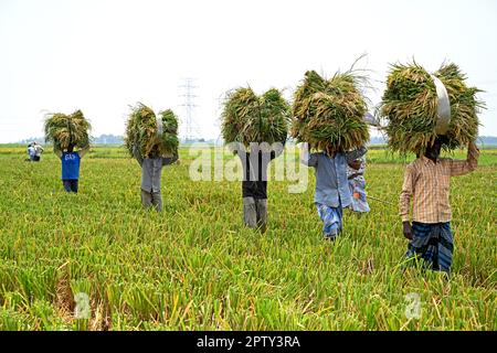 Les agriculteurs bangladais transportent des paquets de paddy récoltés à Saver à Dhaka, au Bangladesh, en Ontario, au 28 avril 2023. La principale culture alimentaire du Bangladesh est le riz. Le secteur du riz contribue à la moitié du PIB agricole et à un sixième du revenu national au Bangladesh. Presque toutes les 13 millions de familles agricoles du pays cultivent du riz. Le riz est cultivé sur environ 10,5 millions d'hectares, ce qui est resté presque stable au cours des trois dernières décennies. Environ 75 % de la superficie totale cultivée et plus de 80 % de la superficie totale irriguée est ensemencée en riz. Ainsi, le riz joue un rôle vital dans la subsistance du peuple de Ban Banque D'Images