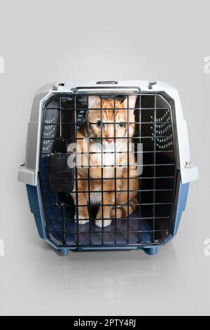 Portrait chat orange gingembre à l'intérieur d'un porte-animal en plastique ou d'une cage pour animaux . Isolé sur fond blanc Banque D'Images