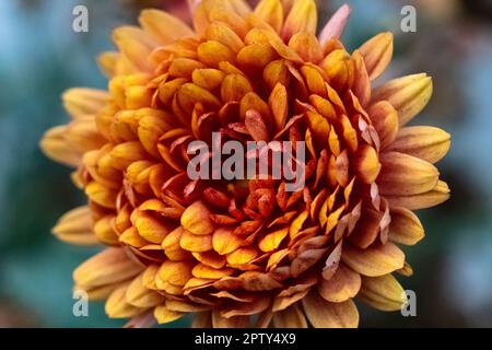 Une photo en gros plan d'une fleur de chrysanthème rose et jaune avec des centres jaunes et des bouts roses sur leurs pétales. Chrysanthèmes frais et lumineux. Col jaune Banque D'Images