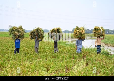 Les agriculteurs bangladais transportent des paquets de paddy récoltés à Saver à Dhaka, au Bangladesh, en Ontario, au 28 avril 2023. La principale culture alimentaire du Bangladesh est le riz. Le secteur du riz contribue à la moitié du PIB agricole et à un sixième du revenu national au Bangladesh. Presque toutes les 13 millions de familles agricoles du pays cultivent du riz. Le riz est cultivé sur environ 10,5 millions d'hectares, ce qui est resté presque stable au cours des trois dernières décennies. Environ 75 % de la superficie totale cultivée et plus de 80 % de la superficie totale irriguée est ensemencée en riz. Ainsi, le riz joue un rôle vital dans la subsistance du peuple de Ban Banque D'Images