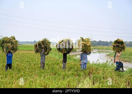Les agriculteurs bangladais transportent des paquets de paddy récoltés à Saver à Dhaka, au Bangladesh, en Ontario, au 28 avril 2023. La principale culture alimentaire du Bangladesh est le riz. Le secteur du riz contribue à la moitié du PIB agricole et à un sixième du revenu national au Bangladesh. Presque toutes les 13 millions de familles agricoles du pays cultivent du riz. Le riz est cultivé sur environ 10,5 millions d'hectares, ce qui est resté presque stable au cours des trois dernières décennies. Environ 75 % de la superficie totale cultivée et plus de 80 % de la superficie totale irriguée est ensemencée en riz. Ainsi, le riz joue un rôle vital dans la subsistance du peuple de Ban Banque D'Images
