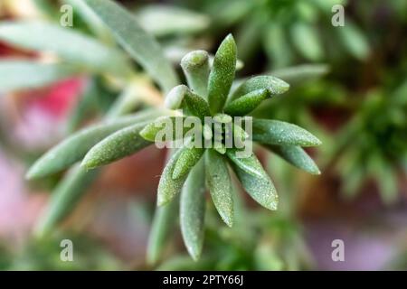 Foyer sélectif de l'arbre Crassula succulent isolé sur un arrière-plan flou. Cultivez Hobbit dans la serre. Vue de dessus de l'arbre Cactus Banque D'Images