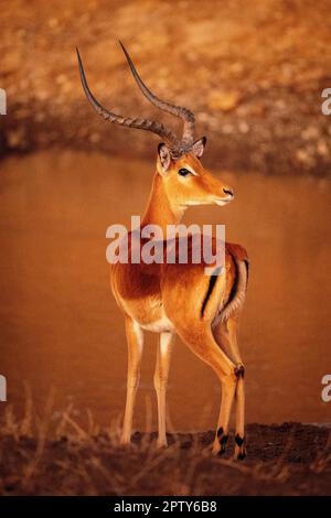 L'impala mâle commun regarde par-dessus l'épaule Banque D'Images