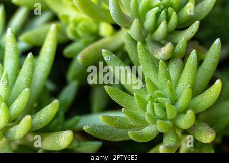 Plantes succulentes, Jardinage. Gros plan d'un Crasula ovata Golum. Foyer sélectif de l'arbre Crassula succulent isolé sur un arrière-plan flou. Cultiver Banque D'Images