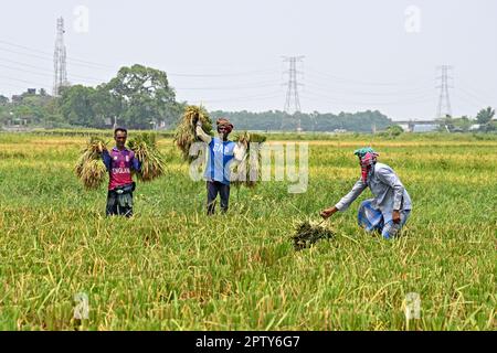 Les agriculteurs bangladais coupent et récoltent du paddy après la récolte à Saver à Dhaka, au Bangladesh, en Ontario, à 28 avril 2023. La principale culture alimentaire du Bangladesh est le riz. Le secteur du riz contribue à la moitié du PIB agricole et à un sixième du revenu national au Bangladesh. Presque toutes les 13 millions de familles agricoles du pays cultivent du riz. Le riz est cultivé sur environ 10,5 millions d'hectares, ce qui est resté presque stable au cours des trois dernières décennies. Environ 75 % de la superficie totale cultivée et plus de 80 % de la superficie totale irriguée est ensemencée en riz. Ainsi, le riz joue un rôle vital dans la subsistance du peopl Banque D'Images