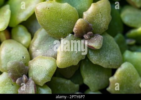 Crassula capitella Campfire plantes en pot. Vue de dessus des plantes succulentes, le Crassula Hobbit cultive dans un pot (Latin - Crassula Hobbit). Banque D'Images