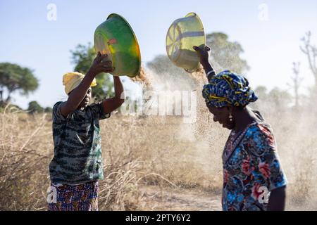 Dans la région de Ségou, Mali, Afrique de l'Ouest. 2022 crise de la sécheresse et de la faim au Mali. Banque D'Images