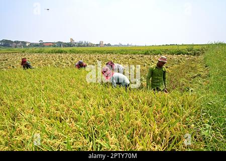 Les agriculteurs bangladais coupent et récoltent du paddy après la récolte à Saver à Dhaka, au Bangladesh, en Ontario, à 28 avril 2023. La principale culture alimentaire du Bangladesh est le riz. Le secteur du riz contribue à la moitié du PIB agricole et à un sixième du revenu national au Bangladesh. Presque toutes les 13 millions de familles agricoles du pays cultivent du riz. Le riz est cultivé sur environ 10,5 millions d'hectares, ce qui est resté presque stable au cours des trois dernières décennies. Environ 75 % de la superficie totale cultivée et plus de 80 % de la superficie totale irriguée est ensemencée en riz. Ainsi, le riz joue un rôle vital dans la subsistance du peopl Banque D'Images