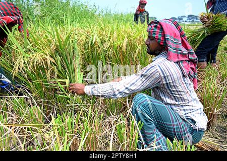 Les agriculteurs bangladais coupent et récoltent du paddy après la récolte à Saver à Dhaka, au Bangladesh, en Ontario, à 28 avril 2023. La principale culture alimentaire du Bangladesh est le riz. Le secteur du riz contribue à la moitié du PIB agricole et à un sixième du revenu national au Bangladesh. Presque toutes les 13 millions de familles agricoles du pays cultivent du riz. Le riz est cultivé sur environ 10,5 millions d'hectares, ce qui est resté presque stable au cours des trois dernières décennies. Environ 75 % de la superficie totale cultivée et plus de 80 % de la superficie totale irriguée est ensemencée en riz. Ainsi, le riz joue un rôle vital dans la subsistance du peopl Banque D'Images
