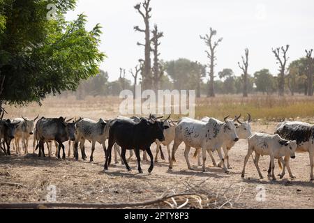 Un troupeau de bovins traverse un village poussiéreux de la région de Ségou, Mali, Afrique de l'Ouest. 2022 Mali sécheresse et crise de la faim. Banque D'Images