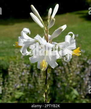 Madonnen-Lilie, Madonnenlie oder Weisse Lilie ist eine Art der Gattung der Lilien und eine wichtige Heilpflanze. Madonna Lily, Madonna Lily ou White Banque D'Images