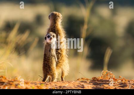 Meerkat gros plan portrait de l'animal sautant, courant. (Suricata suricata). Parc transfrontalier Kgalagadi, Kalahari, Afrique du Sud Banque D'Images
