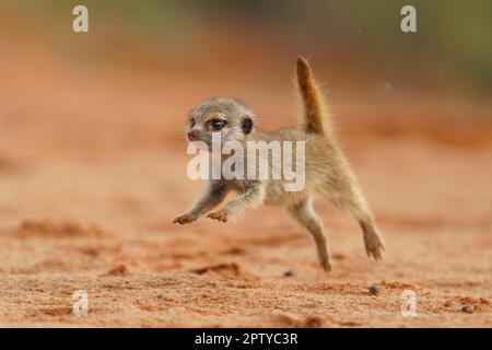 Meerkat gros plan portrait de l'animal sautant, courant, voler dans l'air sans poids. (Suricata suricata). Parc Kgalagadi, Kalahari, Afrique du Sud Banque D'Images