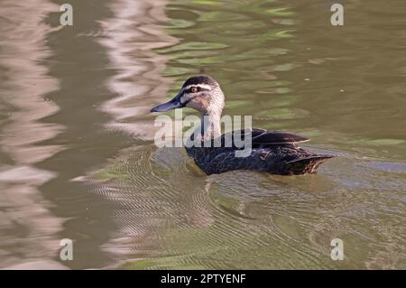 Canard noir du Pacifique (Anas superciliosa) adulte nageant sur le lac sud-est Queensland, Australie. Mars Banque D'Images