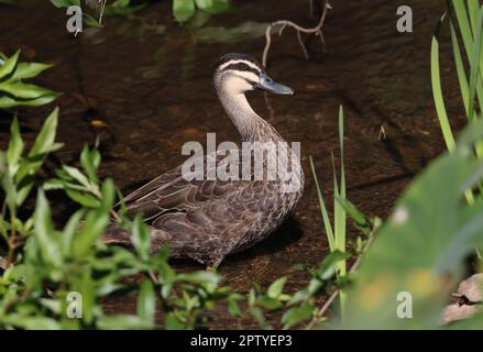 Canard noir du Pacifique (Anas superciliosa) femelle adulte debout dans Shallow creek sud-est Queensland, Australie. Mars Banque D'Images