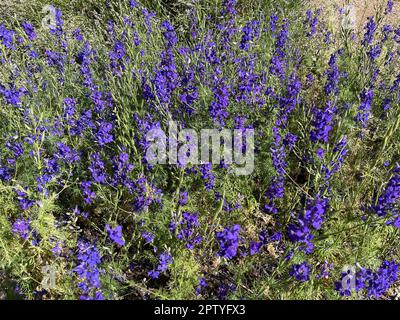 Ackerrittersporn, consolida ajacis ist eine Wild-und Heilpflanze mit blauen Blueten.Barnacle éperon, consolida ajacis est une plante sauvage et médicinale avec Banque D'Images